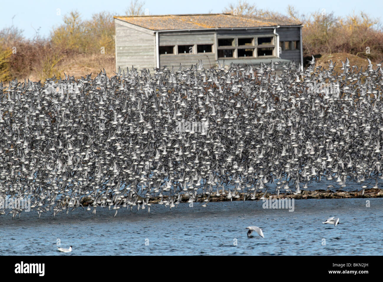 Noeud, Calidris canutus, grande bande en vol, la réserve RSPB Snettisham, Norfolk, hiver 2010 Banque D'Images