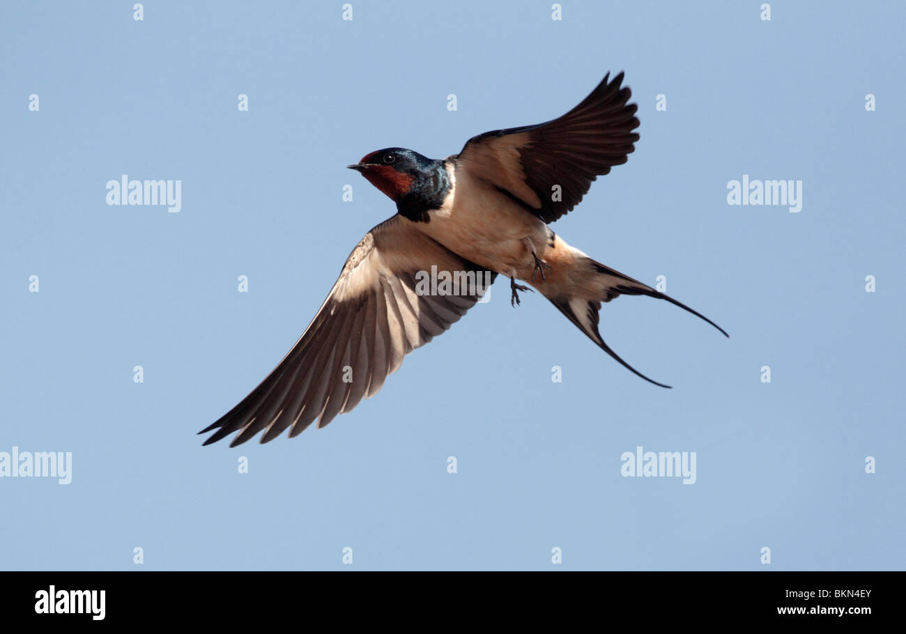 Hirondelle, Hirundo rustica, seul oiseau en vol sur fond de ciel bleu, Portugal, Mars 2010 Banque D'Images