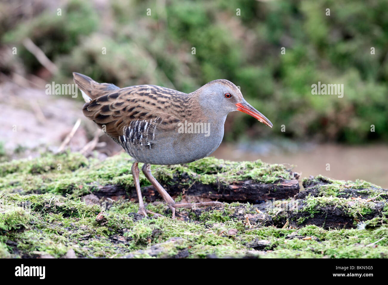 L'eau Rail Rallus aquaticus, oiseau seul, debout près de l'eau, Warwickshire, Février 2010 Banque D'Images