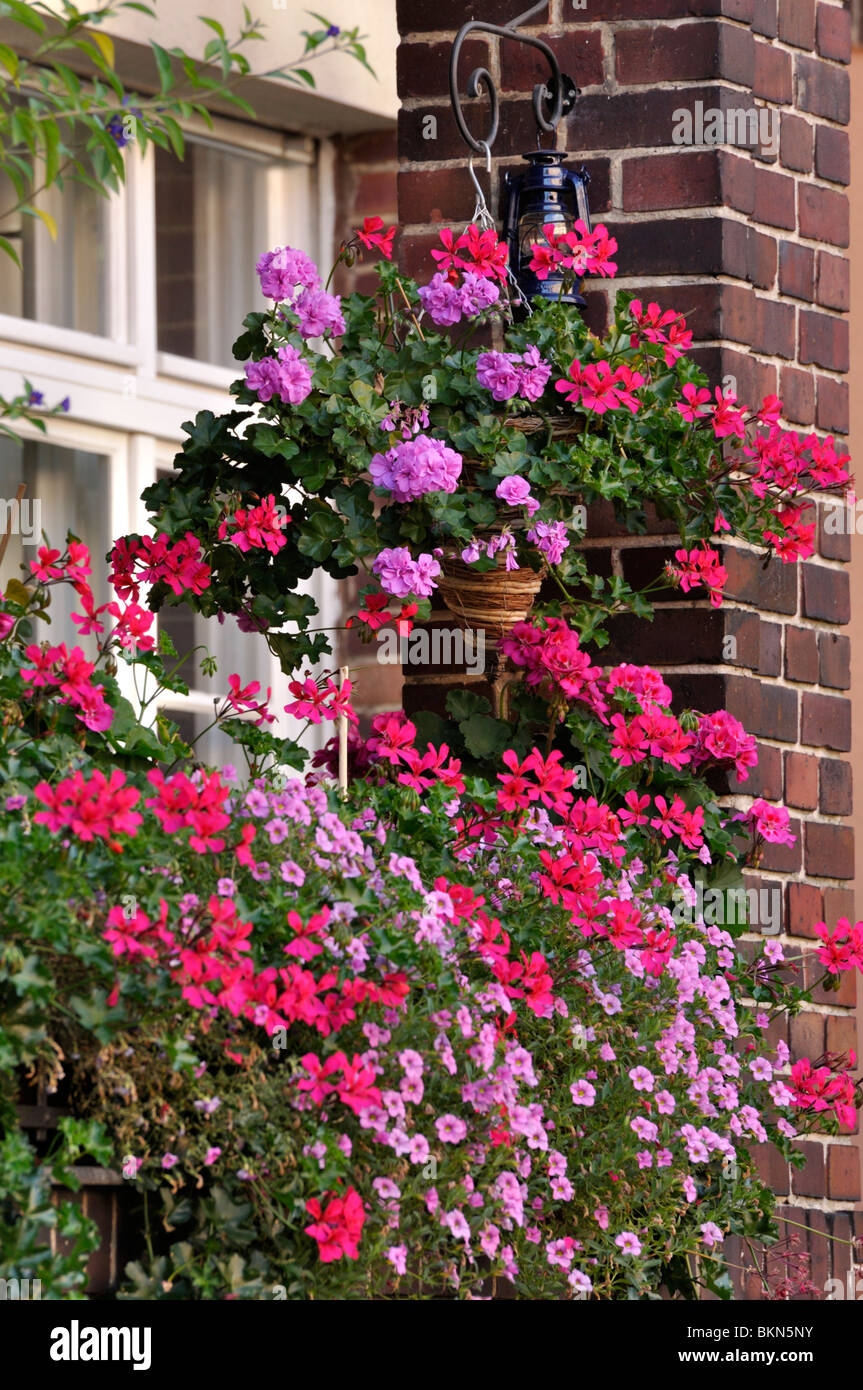 Pélargonium (géranium) et calibrachoa sur un balcon Banque D'Images