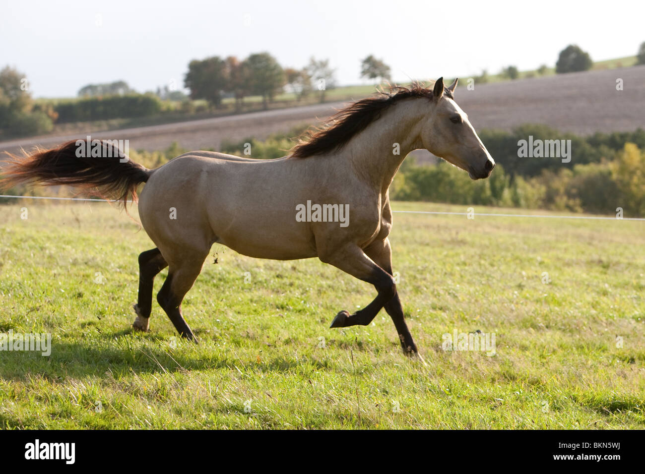 Etalon Cheval Quarab Banque D'Images