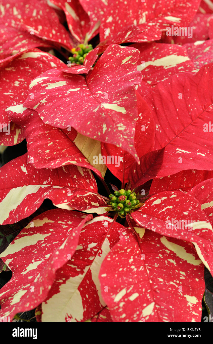 L'étoile de Noël (Euphorbia pulcherrima 'primero glitter') Banque D'Images