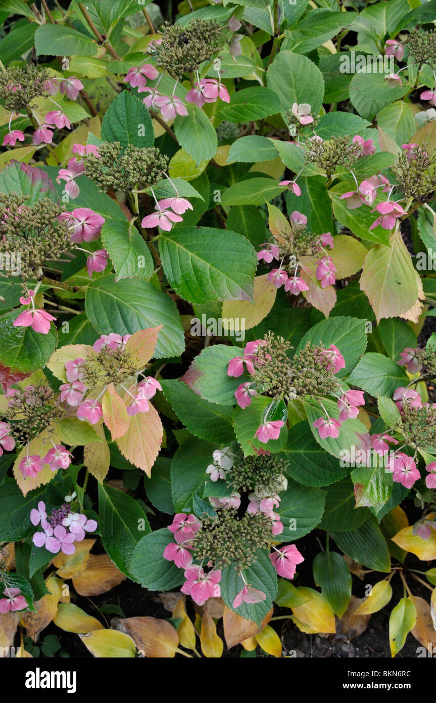 Big-leaved hortensia (Hydrangea macrophylla 'blue wave') Banque D'Images