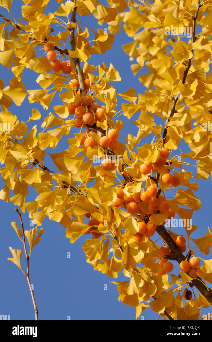 Le ginkgo (ginkgo biloba) Banque D'Images