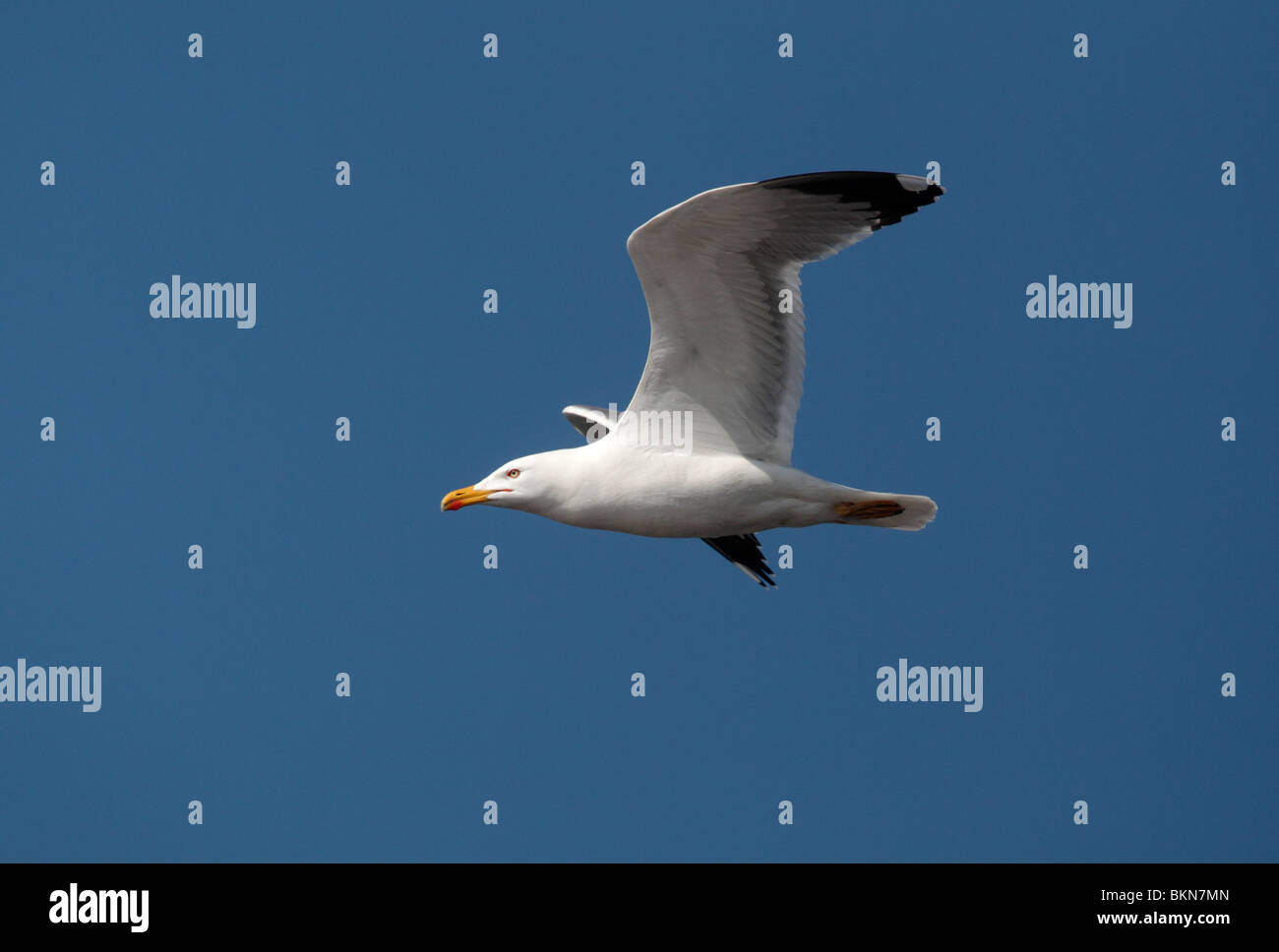 Yellow-legged gull Larus cachinnans, seul oiseau en vol sur fond de ciel bleu, l'ouest de l'Espagne, Avril 2010 Banque D'Images
