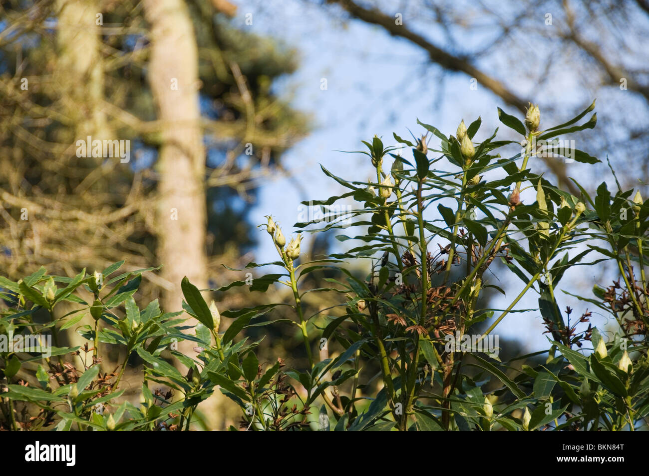 Les bourgeons sur un Rhododendron ponticum Rhododendron (commune) bush Banque D'Images