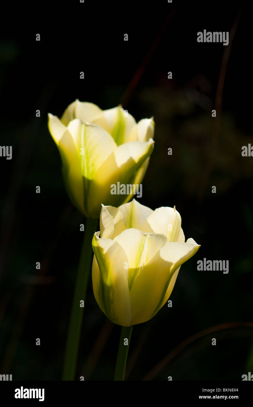 'Spring Green' Tulipa viridiflora (Tulip) en fleurs au printemps Banque D'Images