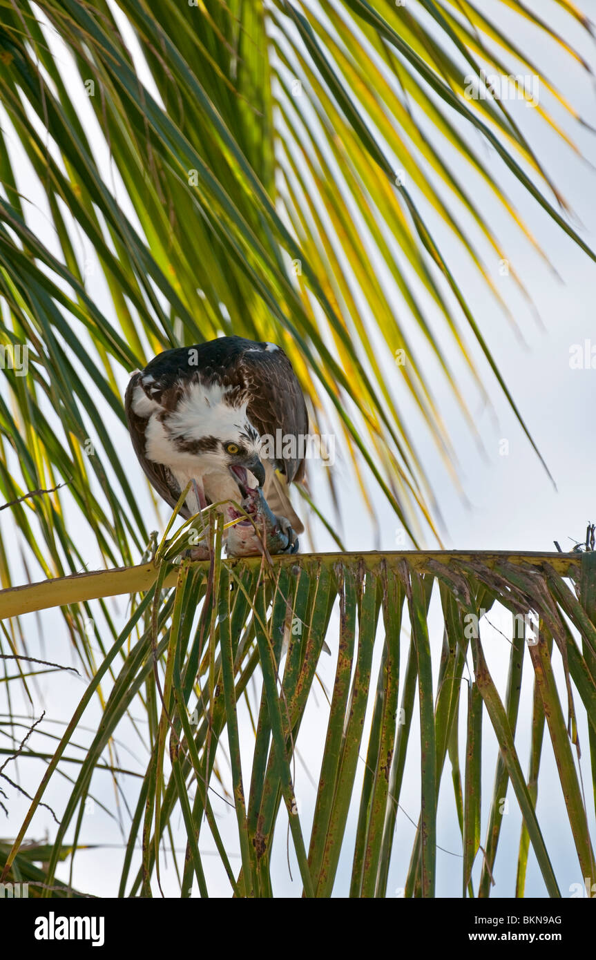 : Osprey Pandion haliaetus. Everglades, Florida, USA. Se nourrir de poissons Banque D'Images