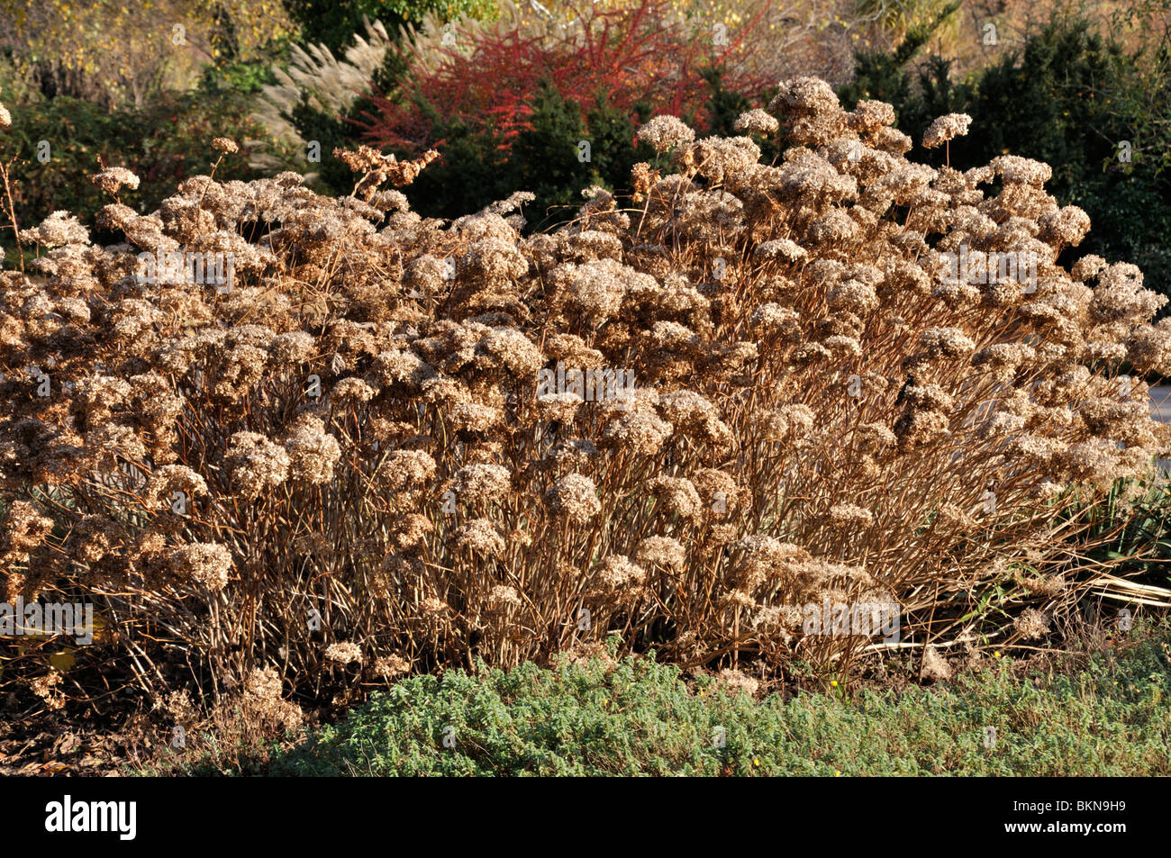 Hortensia (Hydrangea arborescens arbres 'grandiflora') Banque D'Images