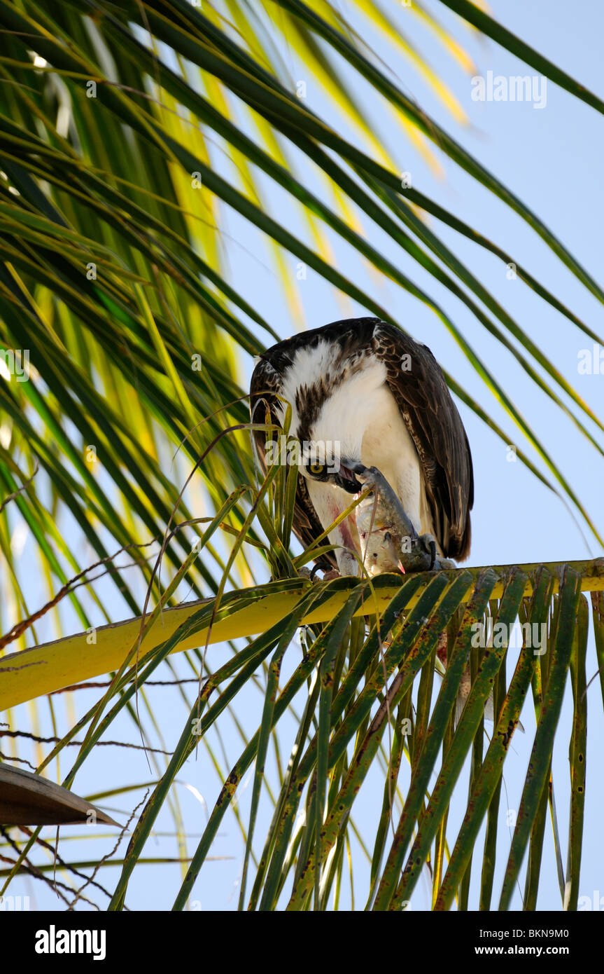 : Osprey Pandion haliaetus. Everglades, Florida, USA. Se nourrir de poissons Banque D'Images