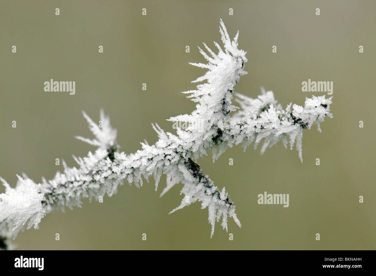Close up scène hivernale de pic de givre sur une direction frozen plante présentant des cristaux de glace prises à Bristol, Royaume Uni Banque D'Images