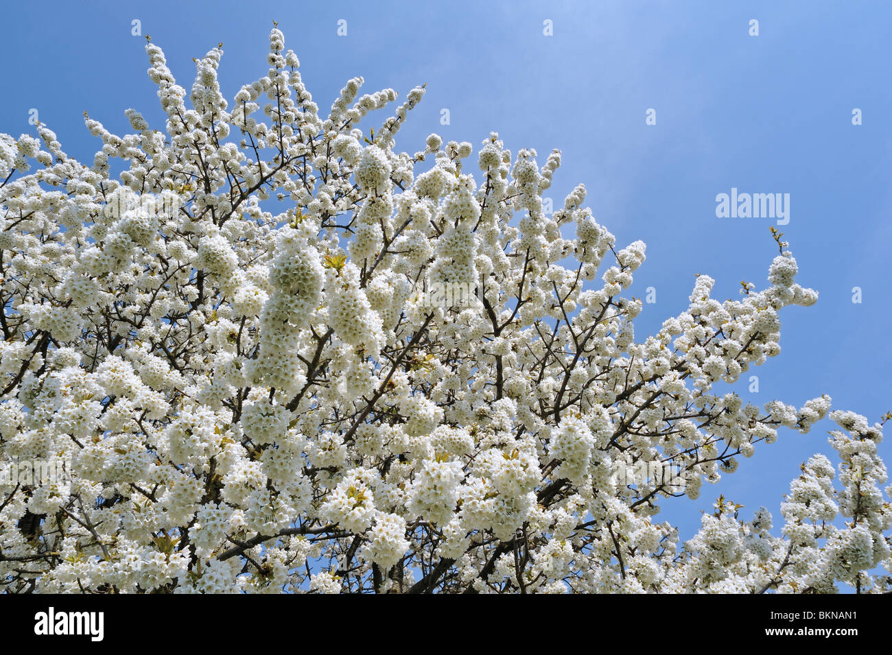 Fleurs de cerisier (Prunus avium / Cerasus avium) contre blue sk Banque D'Images