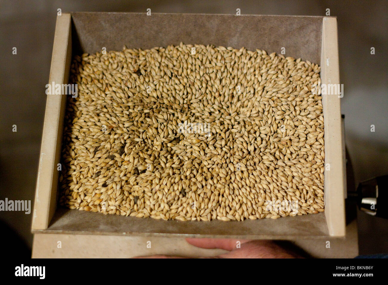 Orge Broyee Pour Faire De La Biere Home brew beer Banque de photographies et d'images à haute résolution -  Alamy