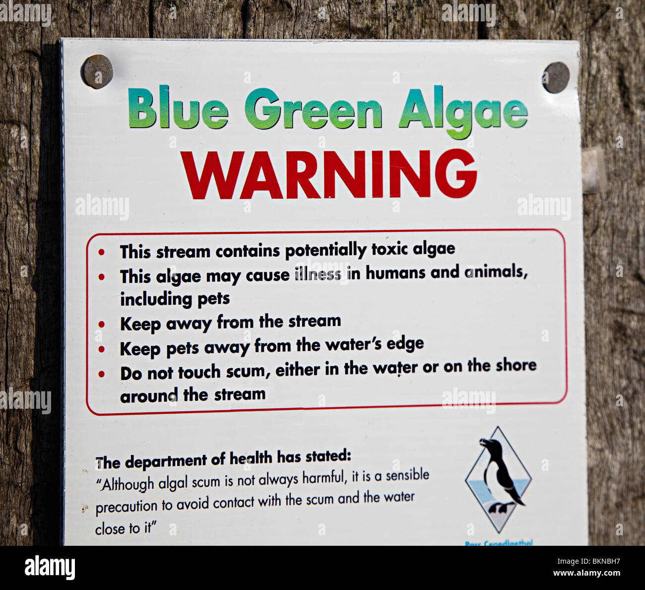 Algues bleu-vert panneau d'avertissement sur la plage à l'est d'eau douce, Pembrokeshire Wales UK Banque D'Images