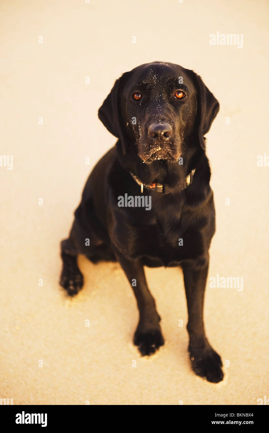 Un chien labrador noir Banque D'Images