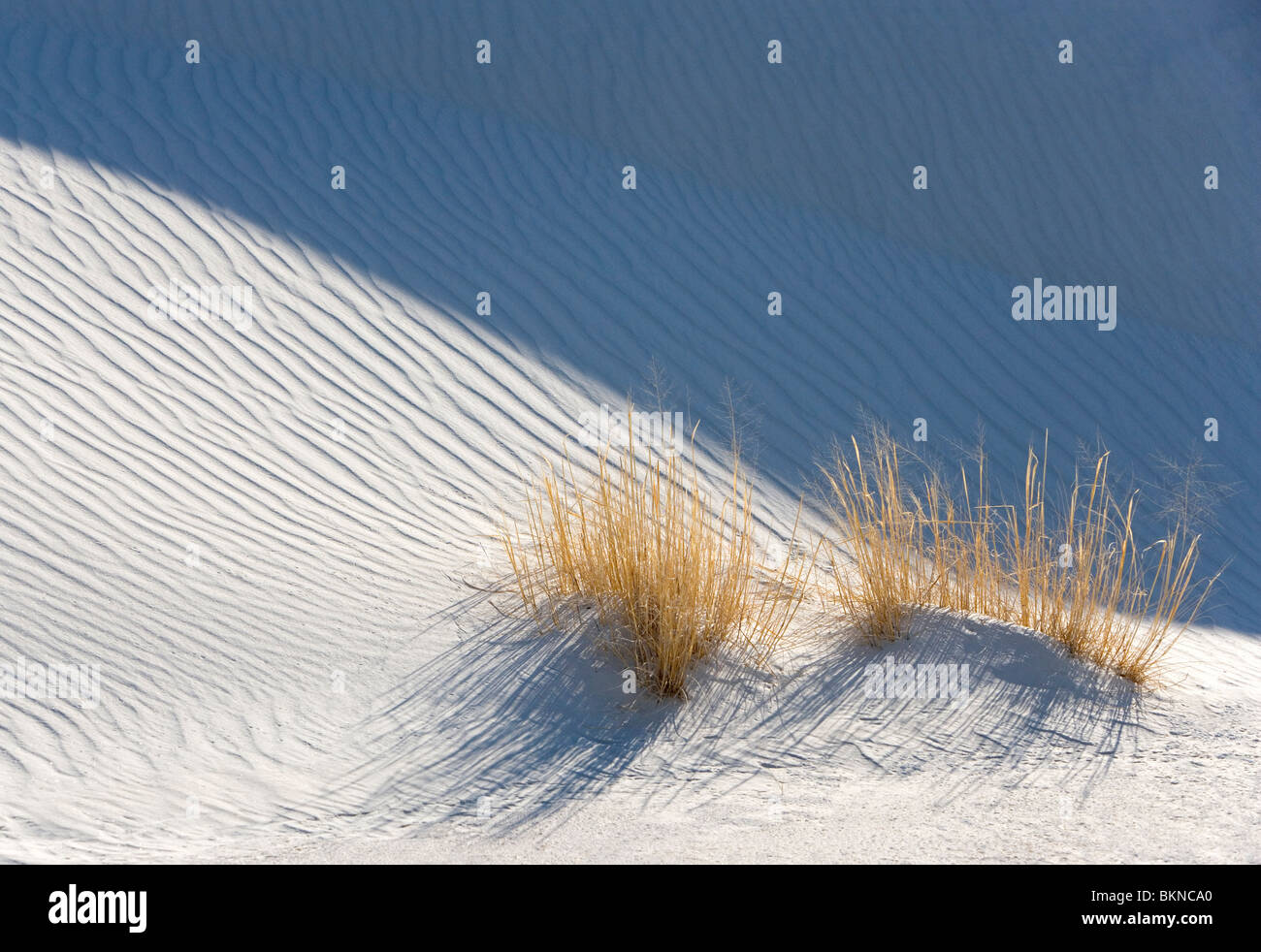 La croissance de l'herbe à côté d'une dune de sable blanc au White Sands National Monument, Nouveau-Mexique. Banque D'Images