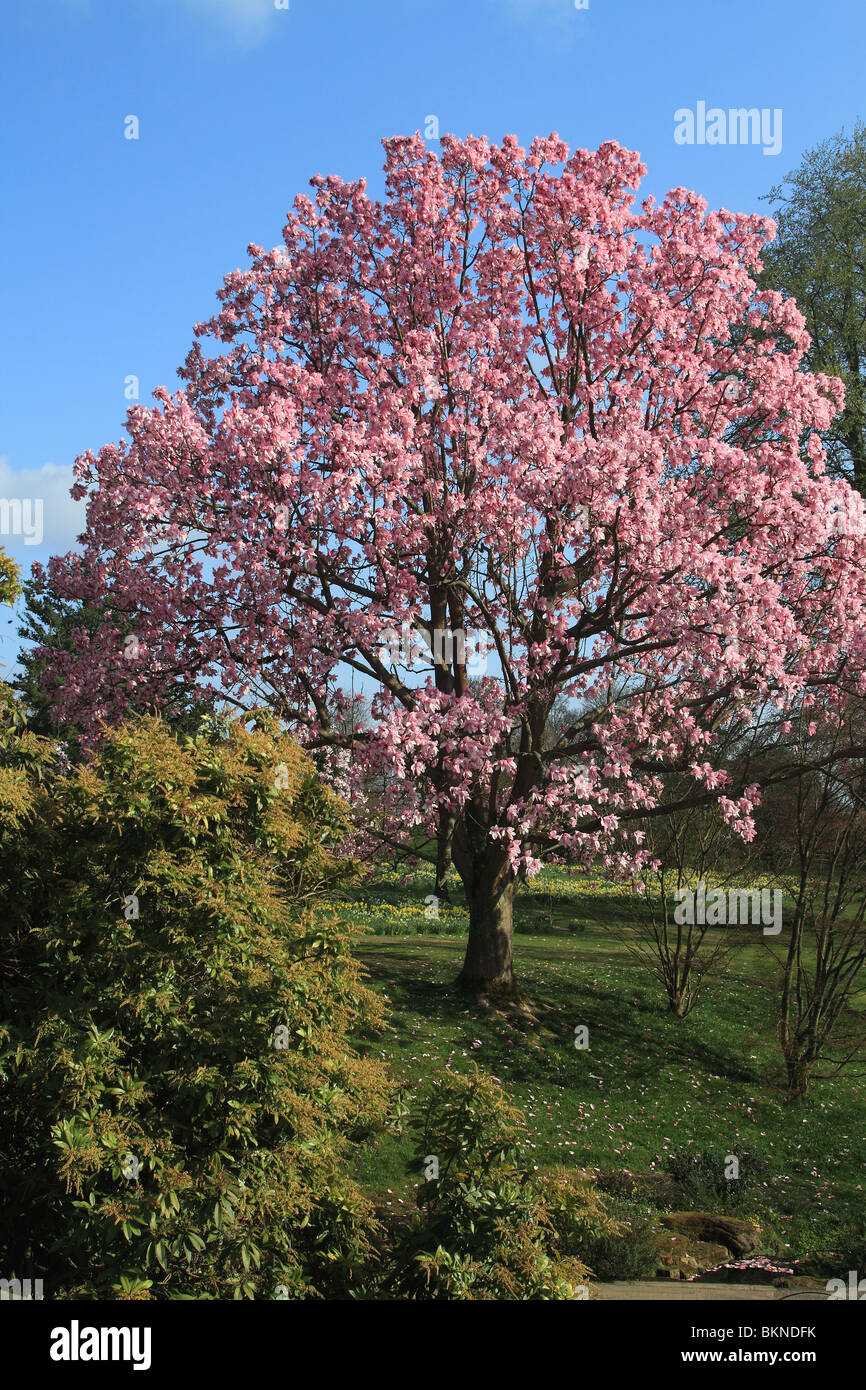 Arbre de Magnolia Banque D'Images