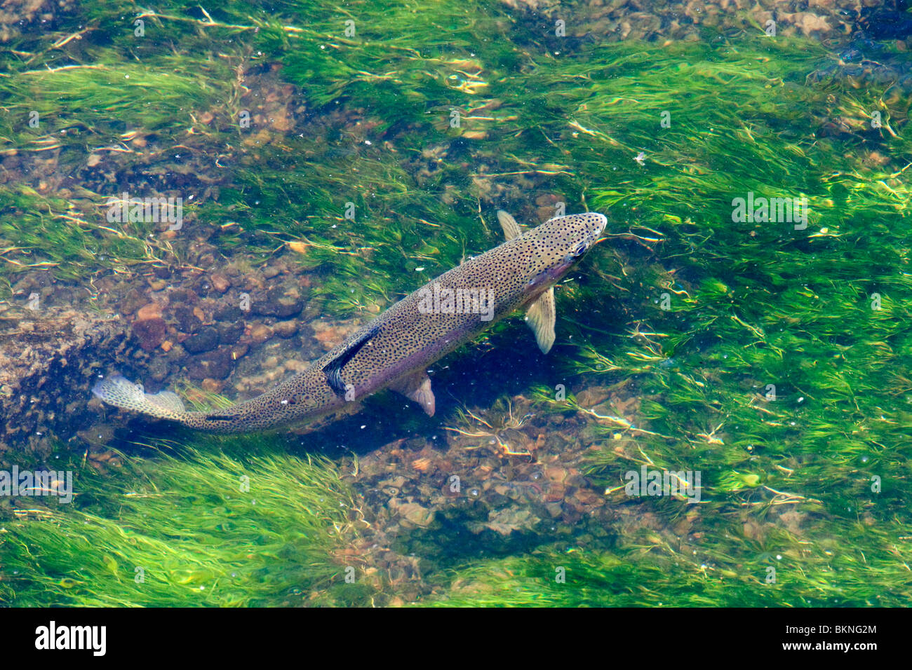 Une grosse truite arc-en passant à l'alimentation sur un pâle matin dun dans la Harriman Ranch sur la Henry's Fork River, Island Park, Idaho. Banque D'Images