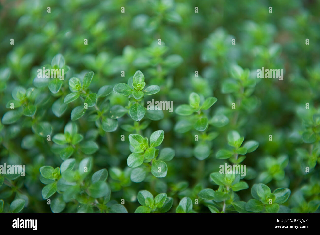 Le thym herb plante poussant dans un pot dans un jardin urbain, London UK Banque D'Images