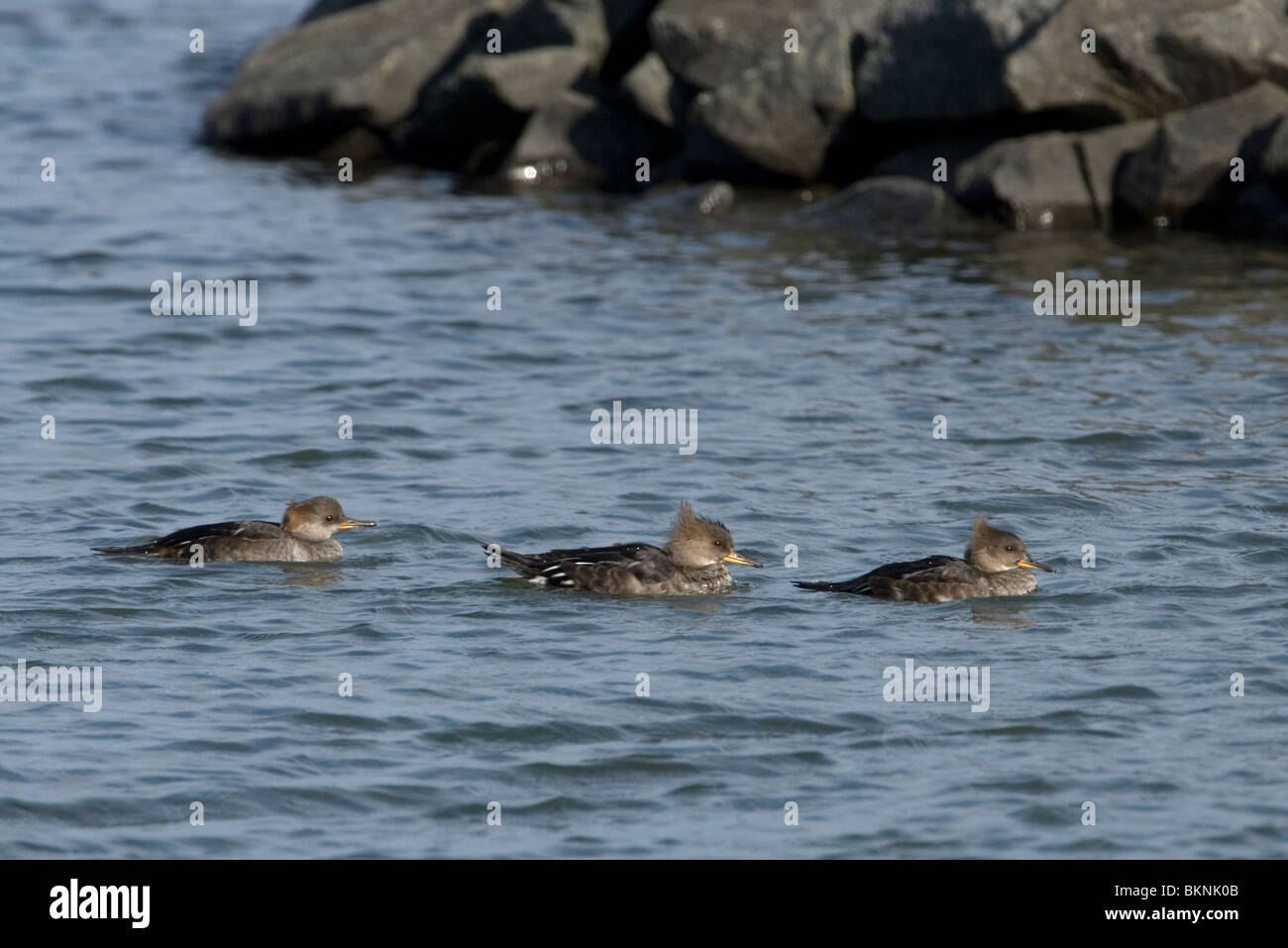 Kokardezaagbekken zwemmend Meir in het meer,trois Harles couronnés la baignade dans le lac. Banque D'Images