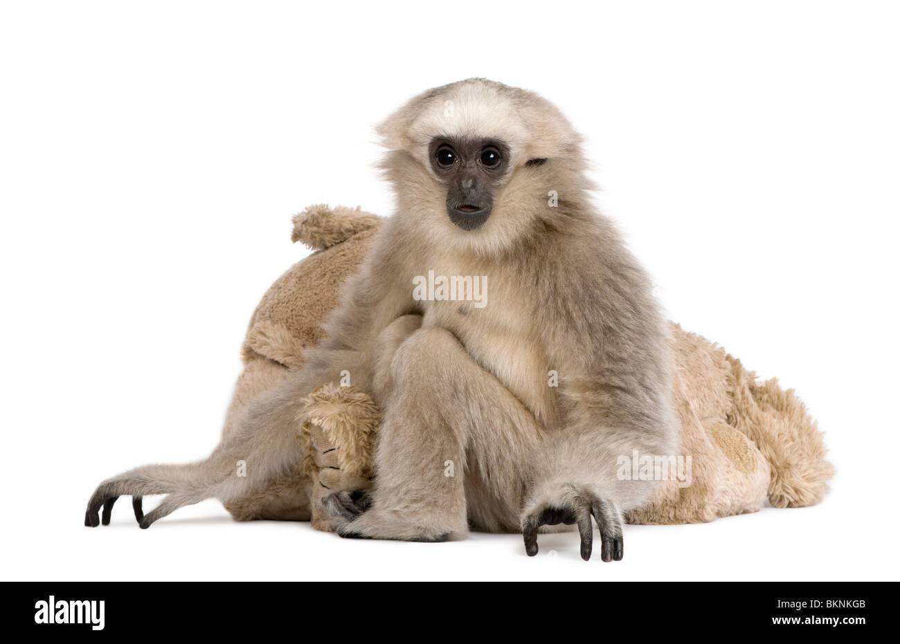 Le grand jeune Gibbon, 1 ans, Hylobates pileatus, assis avec toutou in front of white background Banque D'Images