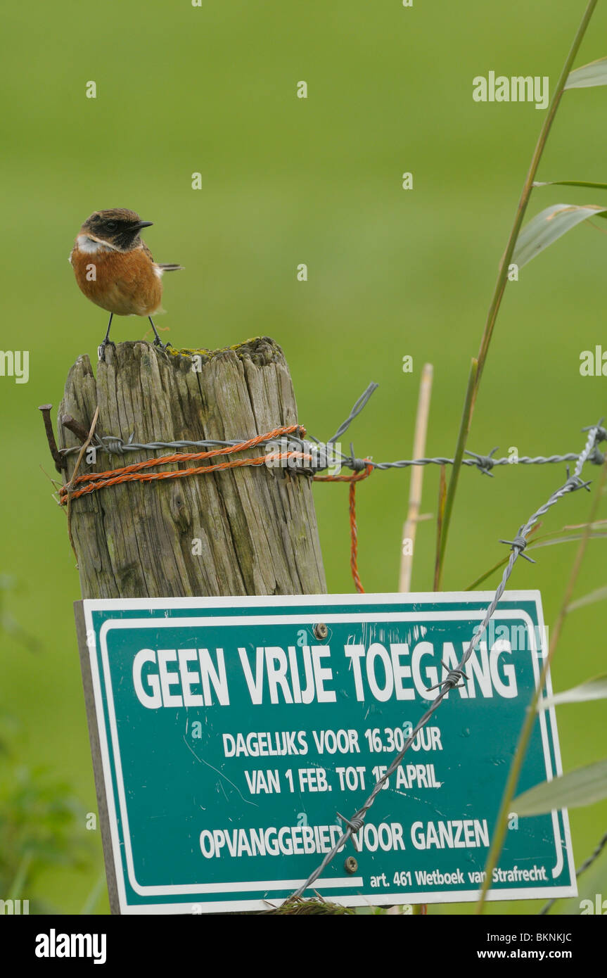 Homme Roodborsttapuit op paaltje rencontré bord opvanggebied voor ganzen, geen vrije toegang ; Hommes Stonechat sur poteau en bois avec un panneau pour l'oie, pas d'entrée libre Banque D'Images