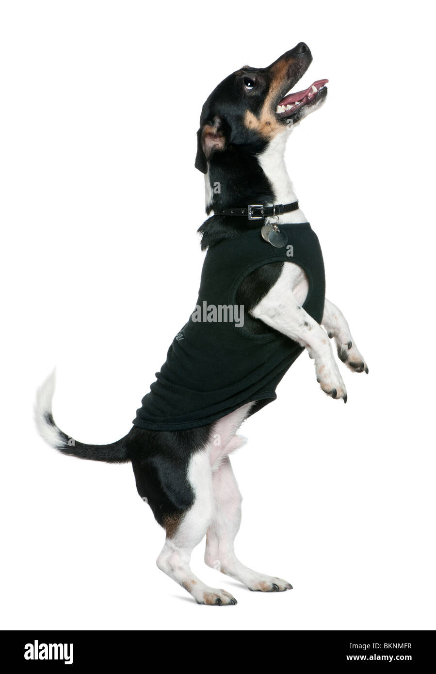 Jack Russell Terrier debout sur ses pattes à la recherche, 2 ans et demi, in front of white background Banque D'Images