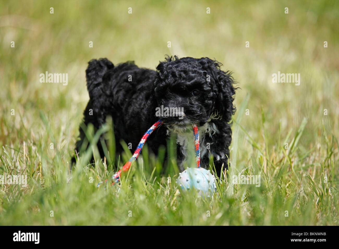 Cockapoo / Welpe puppy Cockapoo Banque D'Images