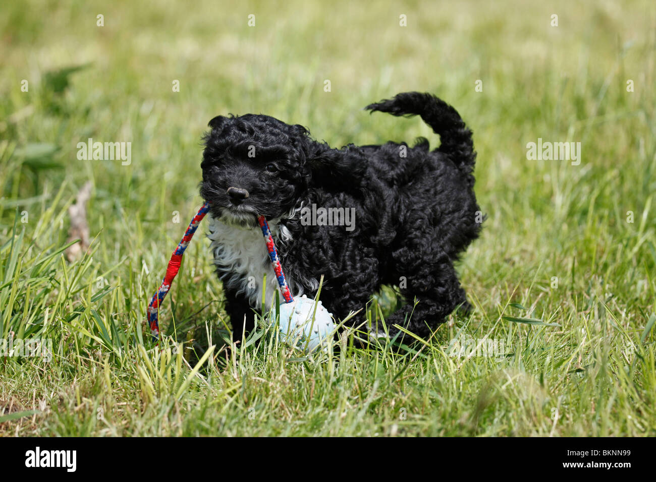 Cockapoo / Welpe puppy Cockapoo Banque D'Images