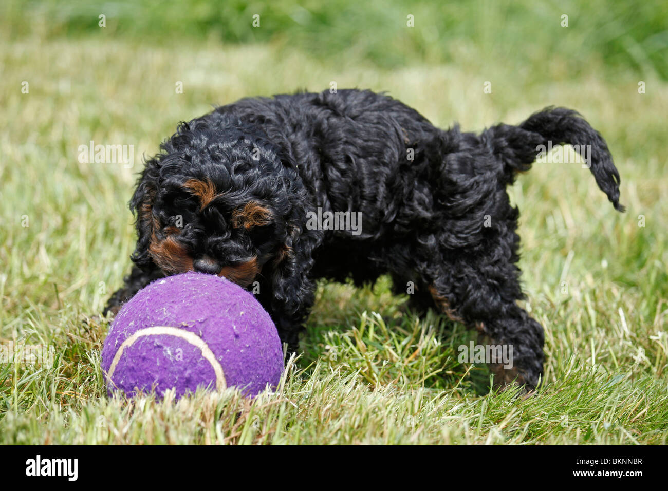 Cockapoo / Welpe puppy Cockapoo Banque D'Images