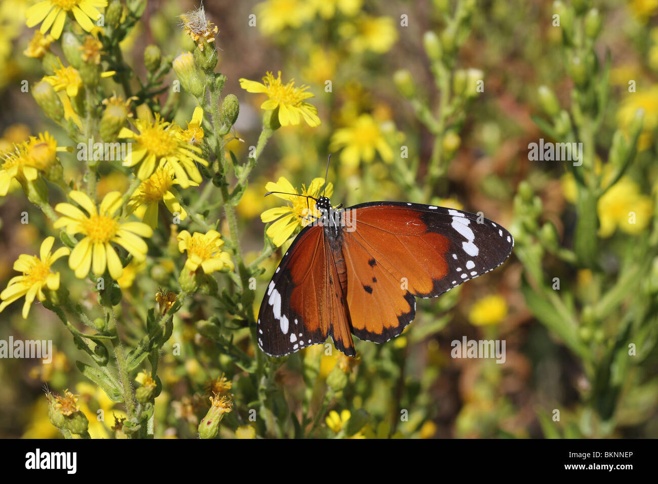 Kleine Monarchvlinder gele op bloemen ; l'utilisation d'un tigre sur fleurs jaunes Banque D'Images