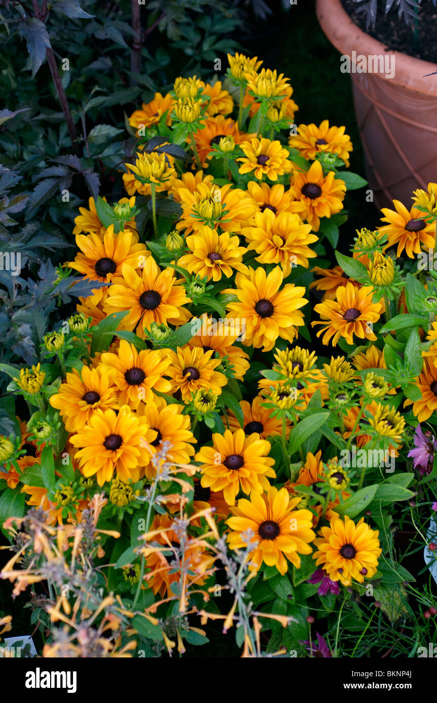 Rudbeckia 'Tigers Eye" dans un jardin border Banque D'Images