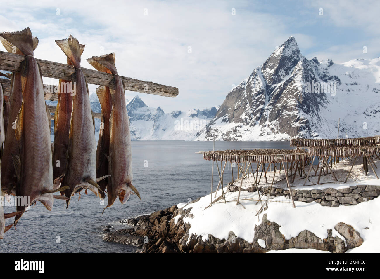 La morue salée en train de sécher dehors en Hamnøy Moskenesøy, village de pêcheurs situé sur une des îles Lofoten en Norvège Banque D'Images