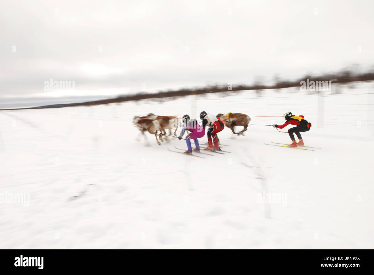 Coupe du Monde de Course de rennes, organisé lors de la fête de Pâques sami de Kautokeino dans Finnmarksvidda en Norvège Banque D'Images