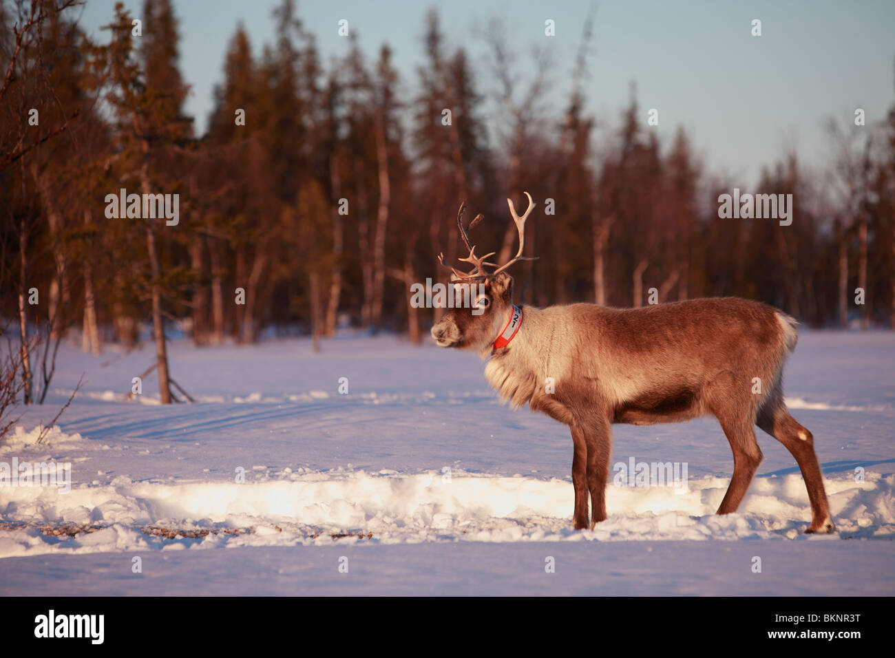 Le rapport annuel de printemps de la migration des rennes sami Stubba nr Gällivare en Suède par l'intermédiaire de leurs terres ancestrales en Laponie Banque D'Images