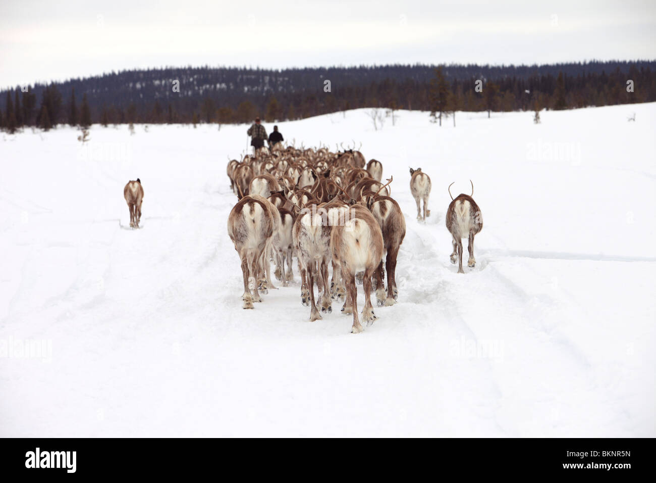 Le rapport annuel de printemps de la migration des rennes sami Stubba nr Gällivare en Suède par l'intermédiaire de leurs terres ancestrales en Laponie Banque D'Images