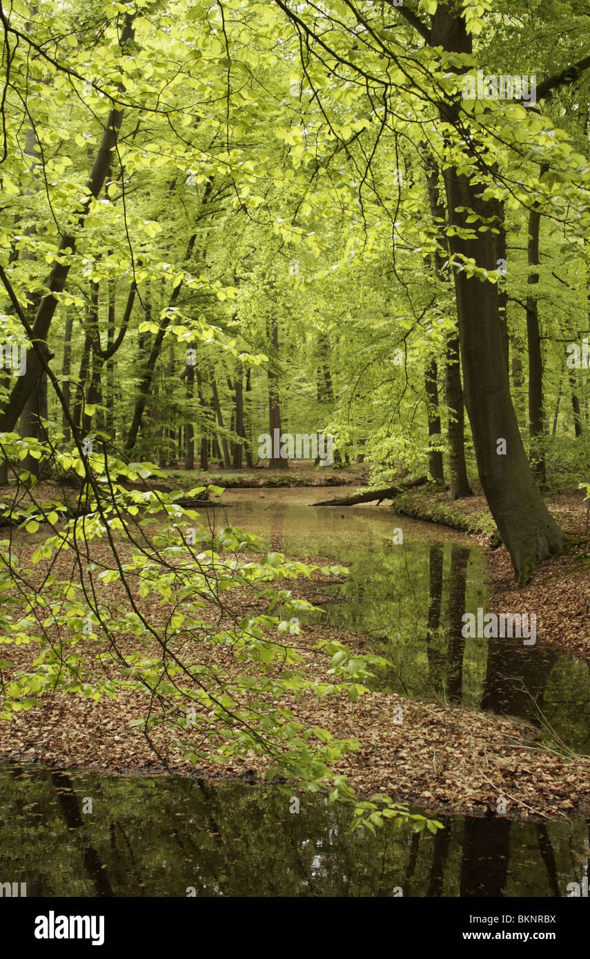 Het eerste verset groene beukenblad in de lente verschijnt eind april. Fris groen beukenbos ; frais vert forêt de hêtres au printemps Banque D'Images