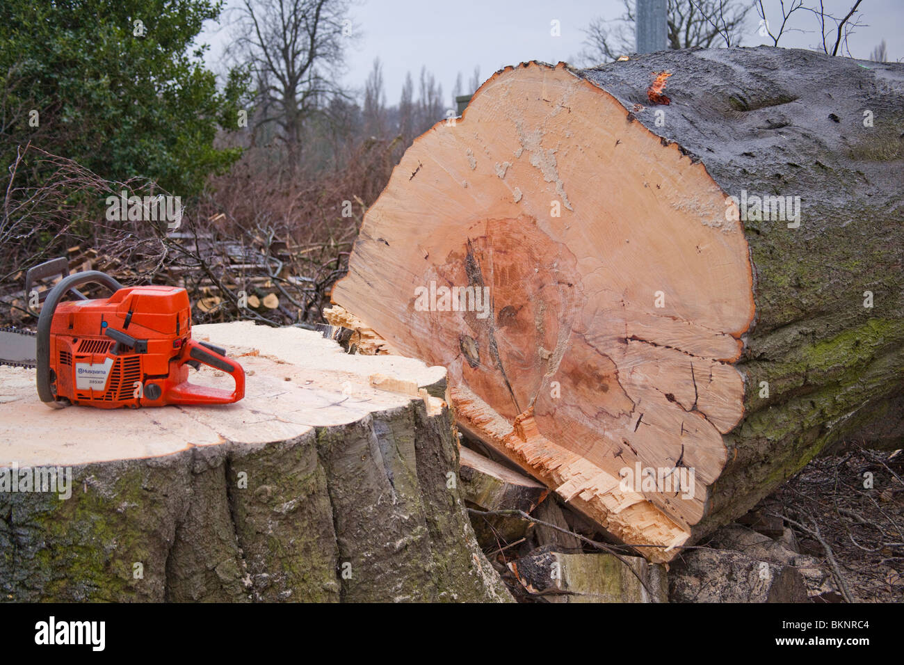 Arbre abattu et scie à chaîne. Banque D'Images