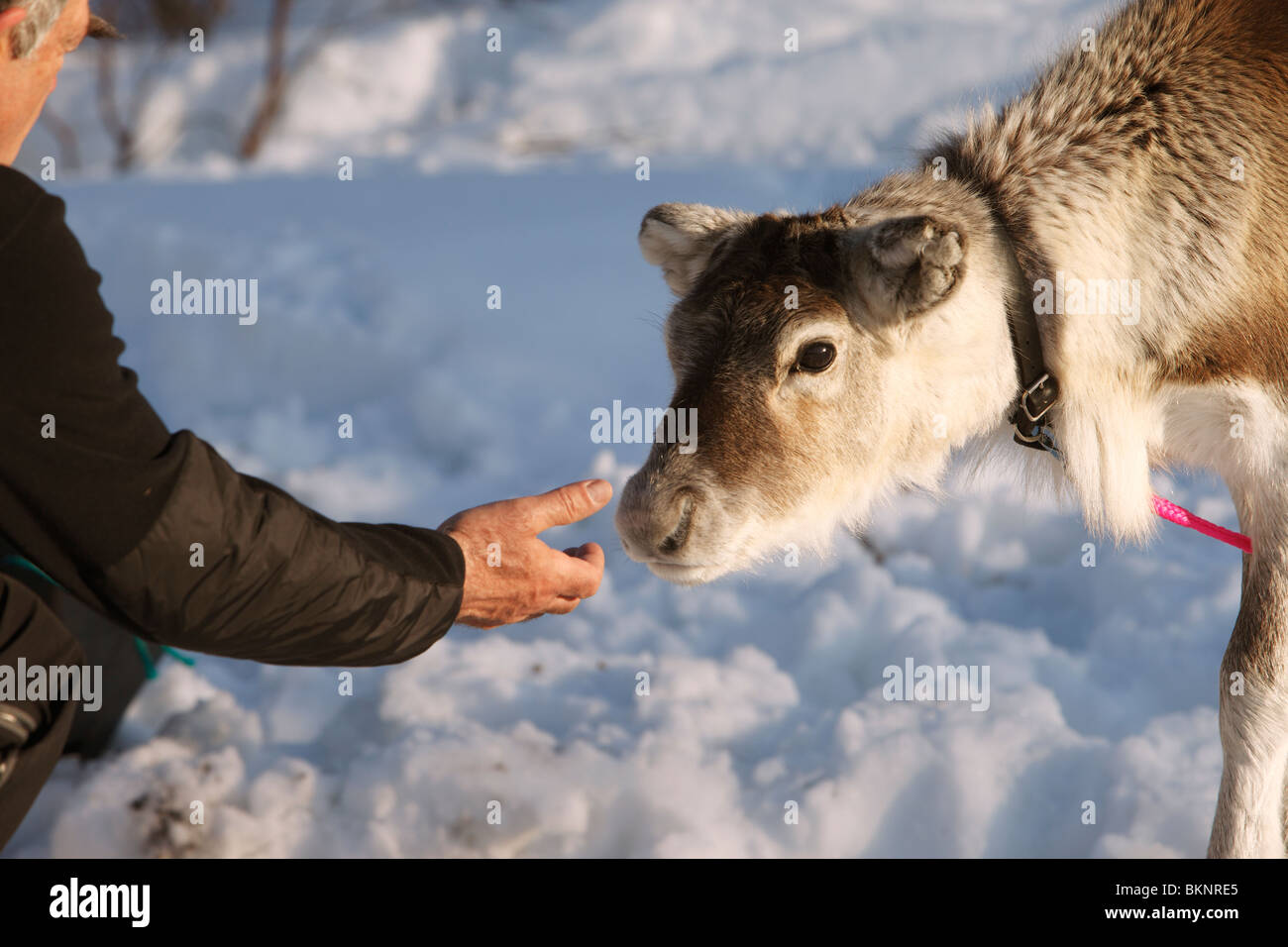 Un jeune renne d'obligations avec un touriste à un gardien de rennes sami's cabin près de Gällivare en Suède, Laponie Banque D'Images