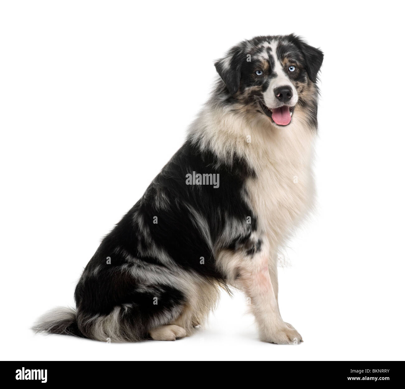 Chien de berger australien, âgé de 14 mois, in front of white background Banque D'Images