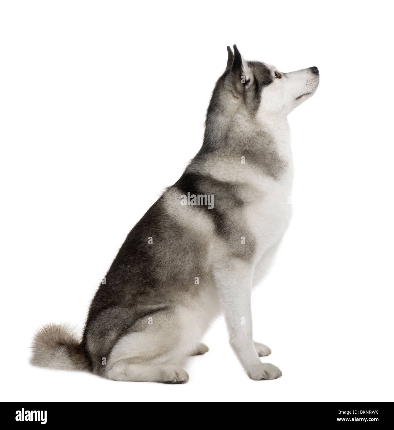 Akita Inu, 3 ans, in front of white background Banque D'Images
