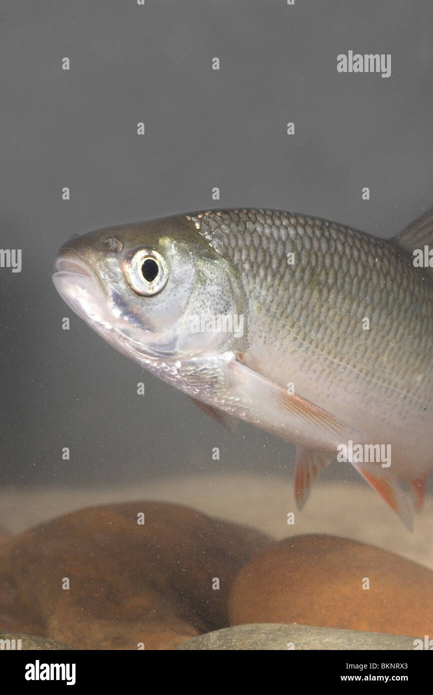 Portrait d'un ide vertical Banque D'Images