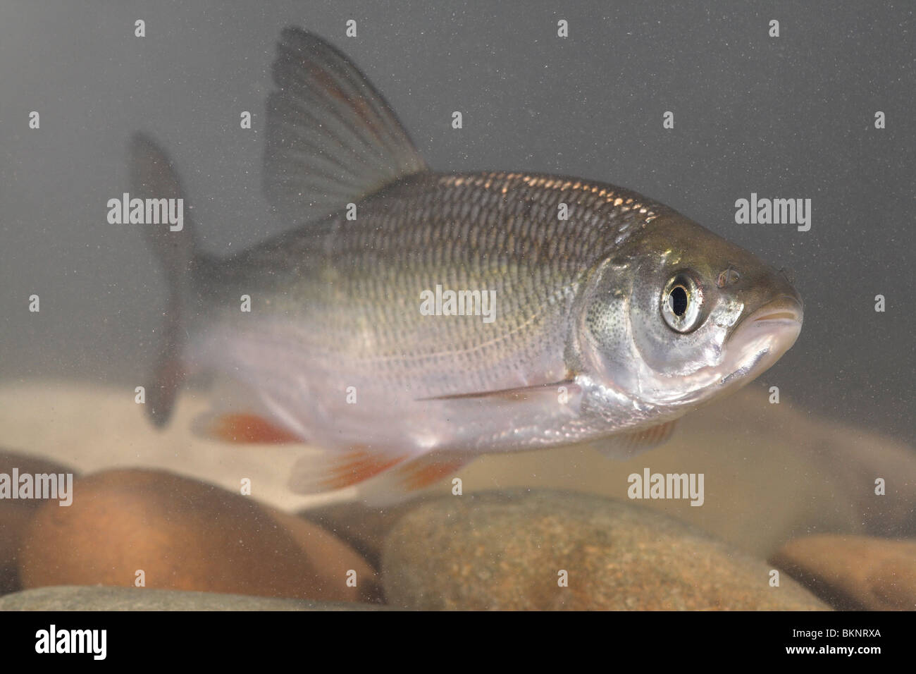 Photo d'un ide nage au-dessus d'un fond rocheux Banque D'Images