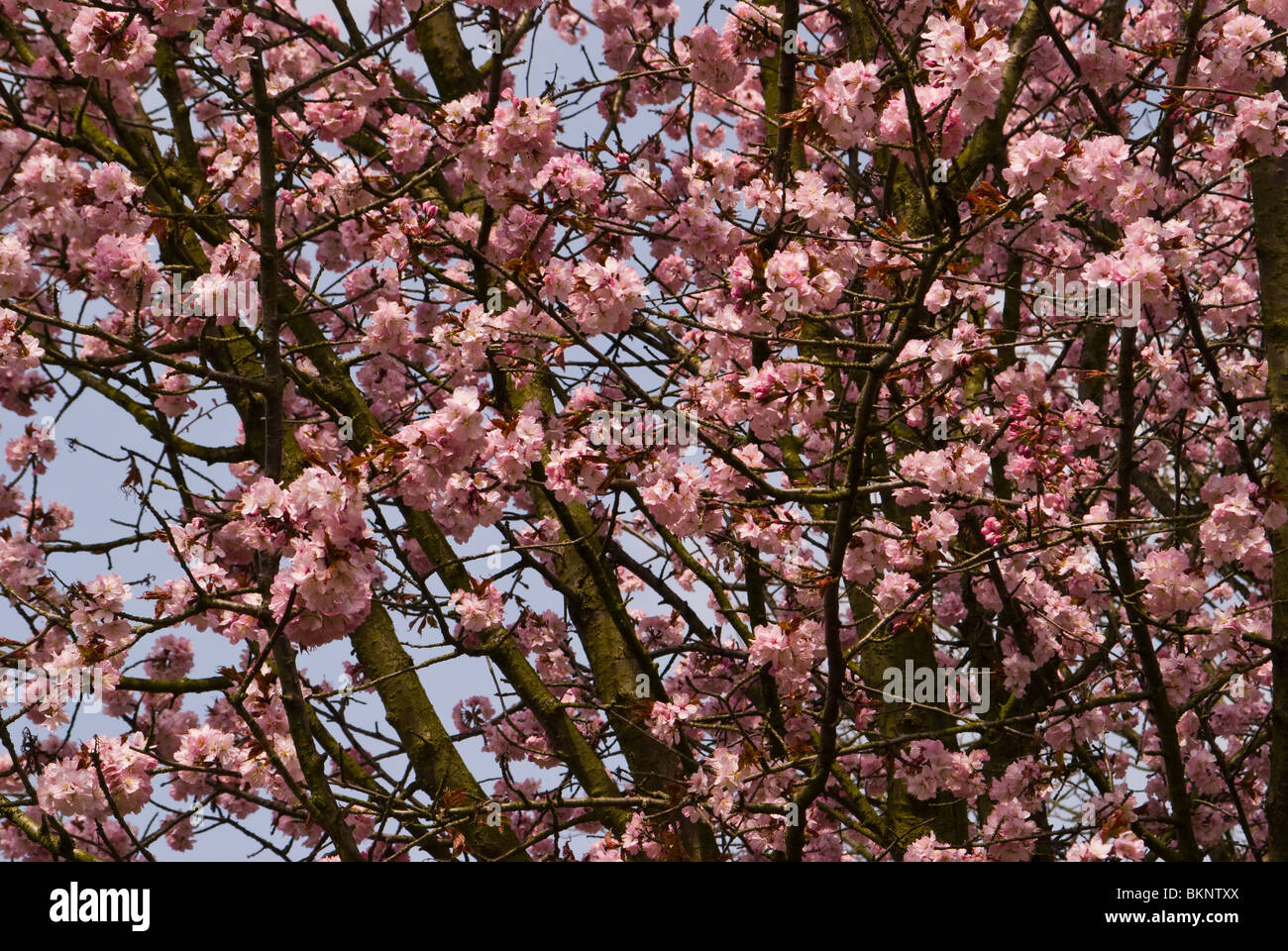 fleurs de cerisier Banque D'Images