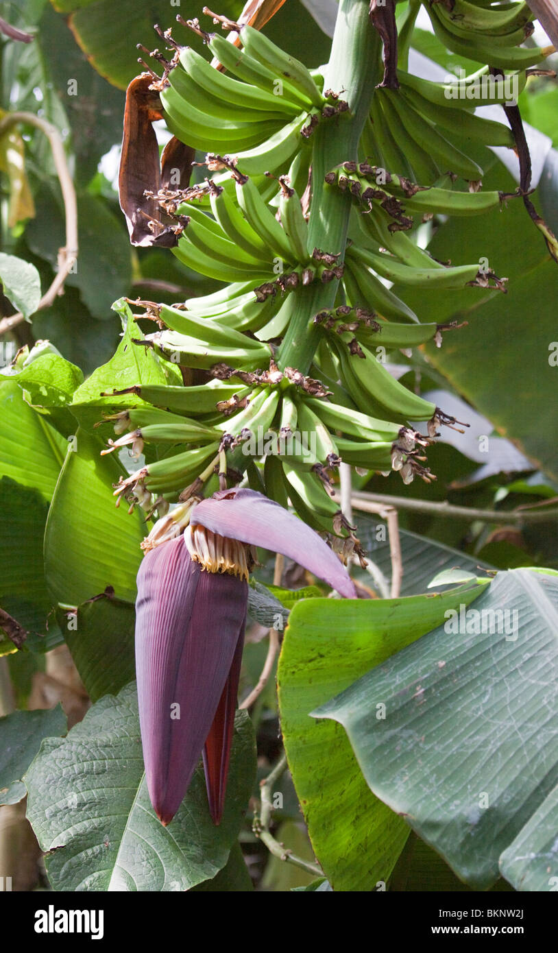 Plant de banane avec des fleurs et des fruits Banque D'Images