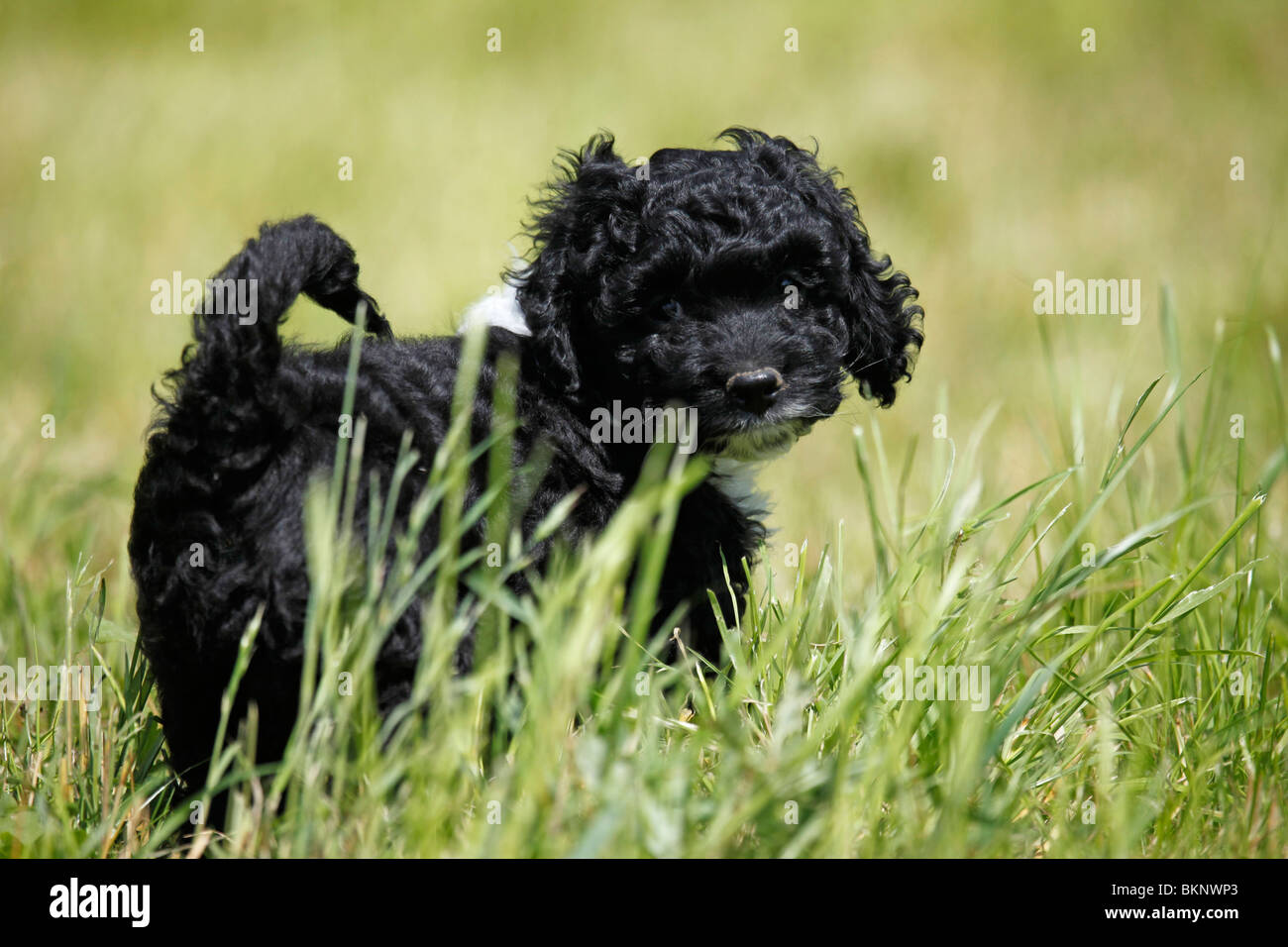 Cockapoo / Welpe puppy Cockapoo Banque D'Images