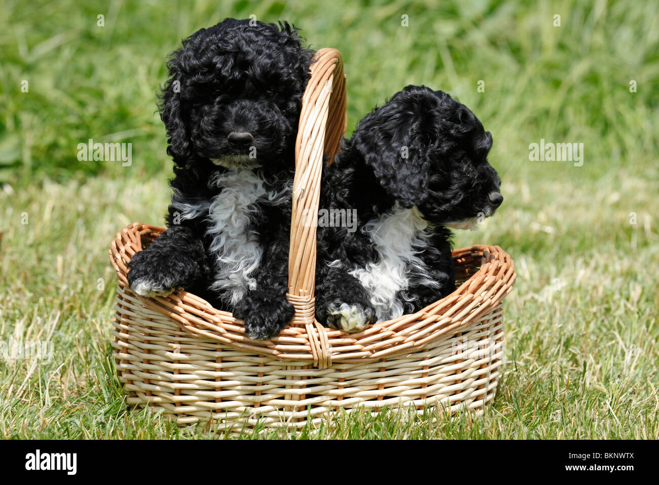 Cockapoo Welpen Chiots Cockapoo / Banque D'Images