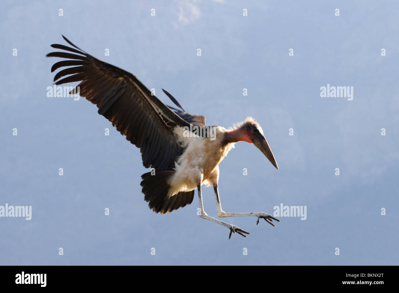 Marabou stork, l'atterrissage, au sud, l'Afrique Banque D'Images