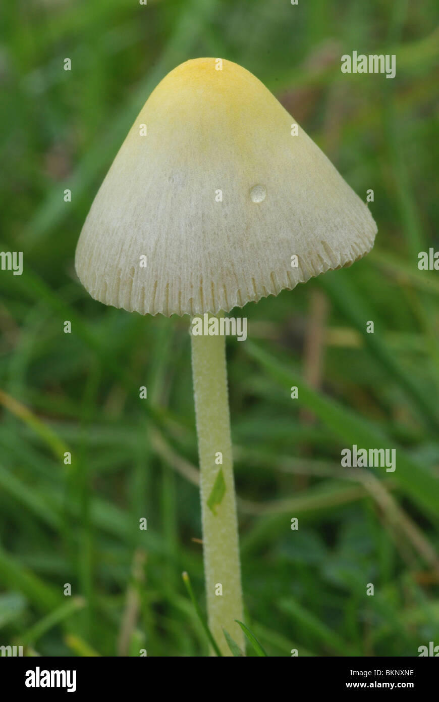 La pluie goutte sur le chapeau de Bolbitius vitellinus, champ jaune Cap Banque D'Images