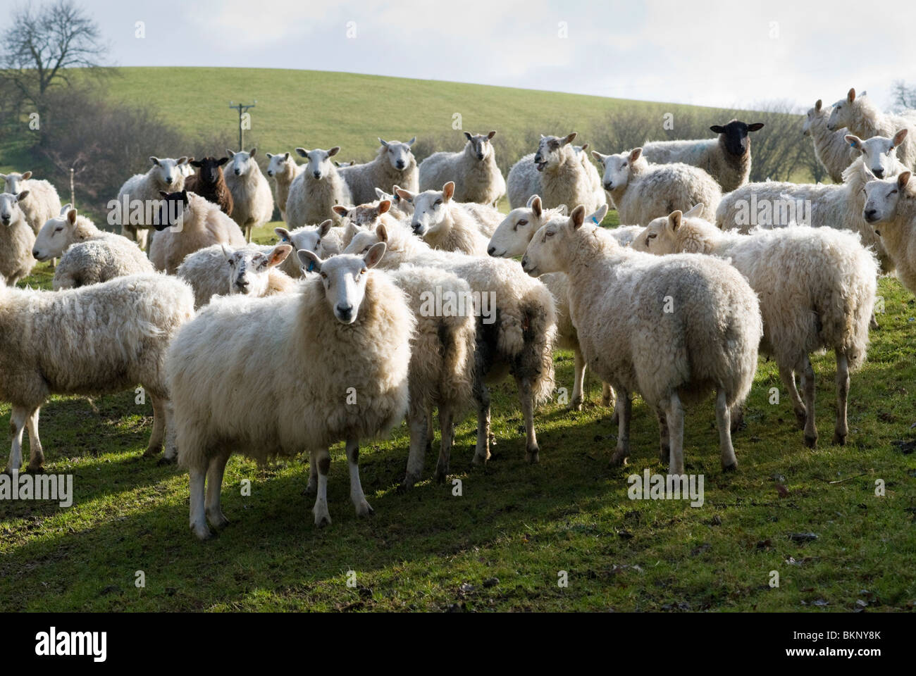 Moutons dans les Marches galloises Banque D'Images